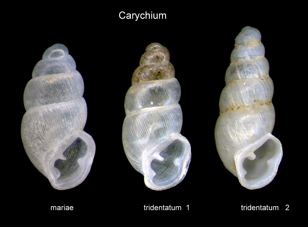 Carychium